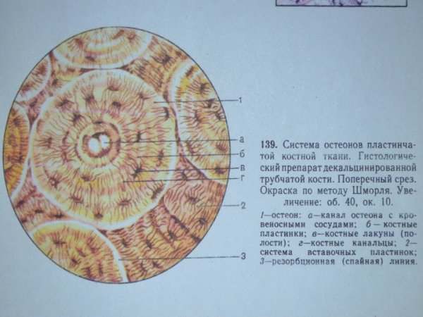 Костная ткань строение межклеточное