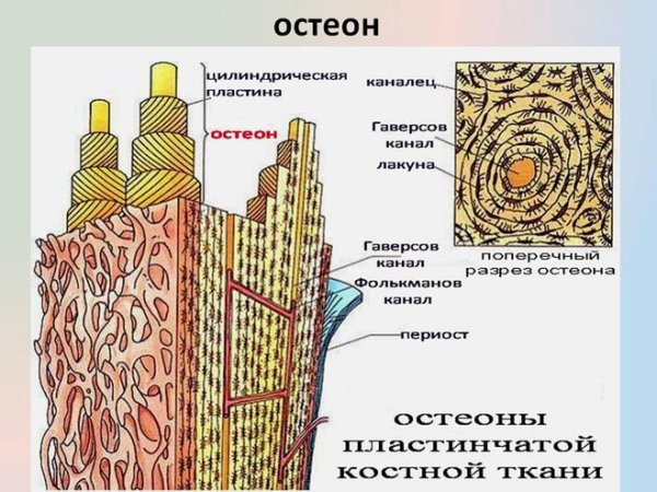 Строение кости Остеон