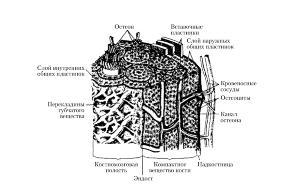 Костные пластинки пластинчатой ткани