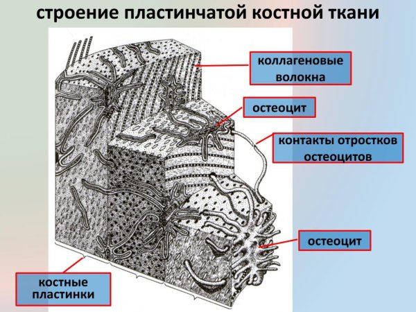 Костная ткань гаверсов канал