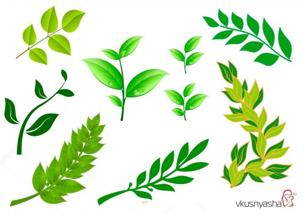 Зеленые веточки для вырезания