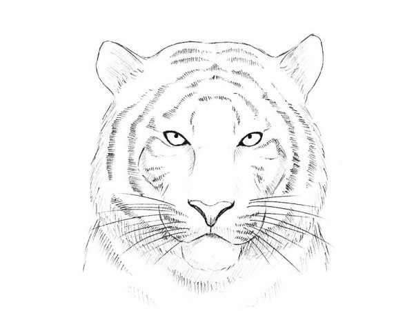 Рисунок тигра карандашом