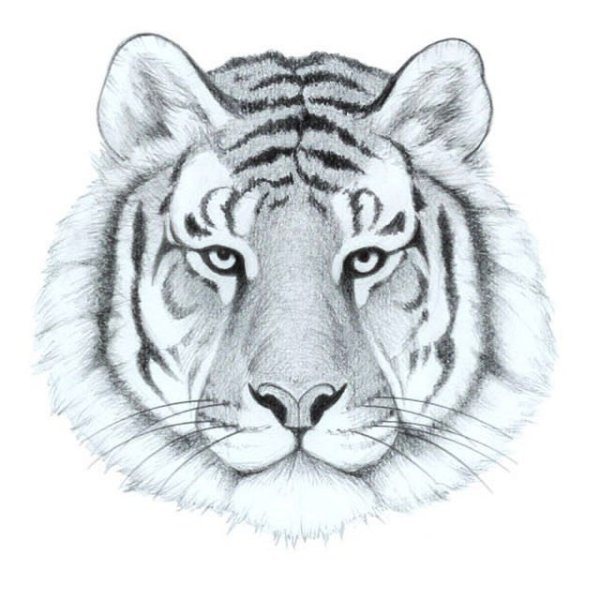 Голова тигра для срисовки