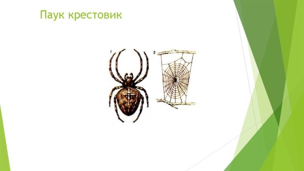 Среда обитания паука крестовика