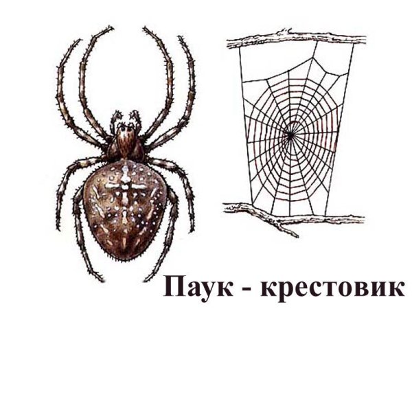 Паук крестовик нарисовать