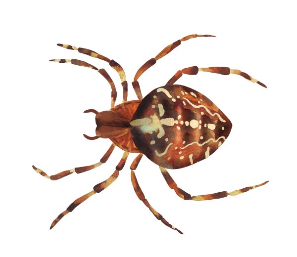 Паук крестовик