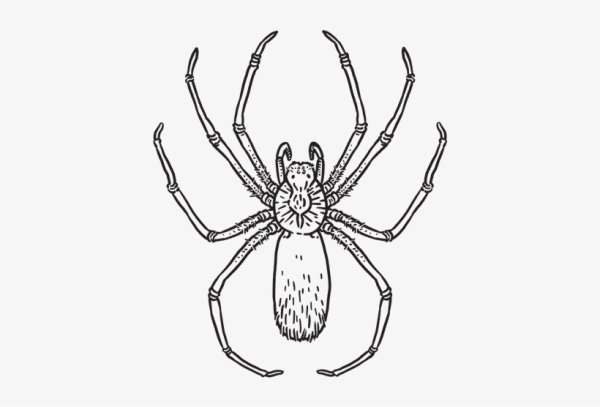 Паук крестовик