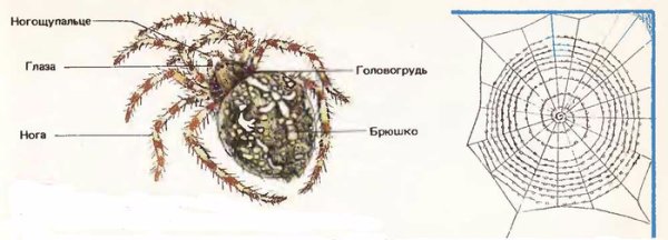 Внешнее строение паука крестовика рисунок