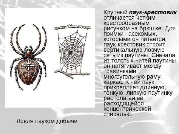 Паук крестовик рисунок карандашом