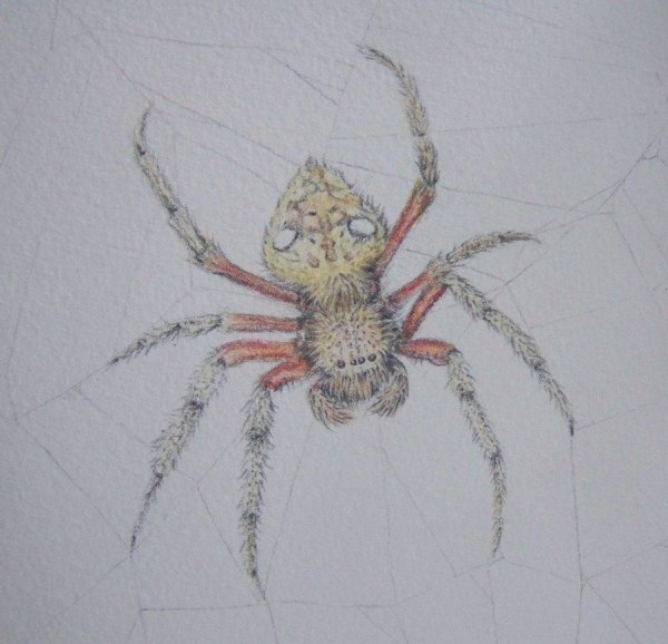 Паук крестовик рисунок для детей