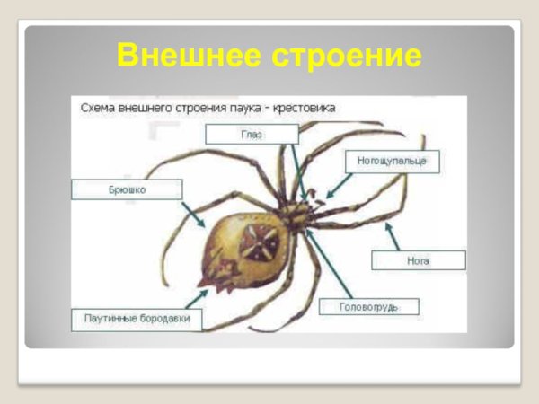 Внешнее и внутреннее строение паука крестовика