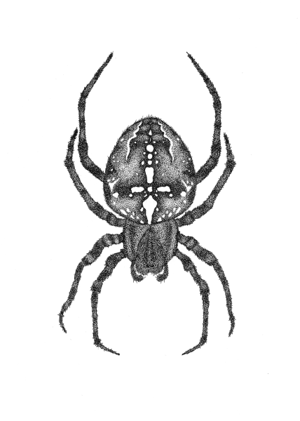 Крестовик обыкновенный паук строение