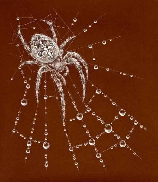 Строение паука крестовика