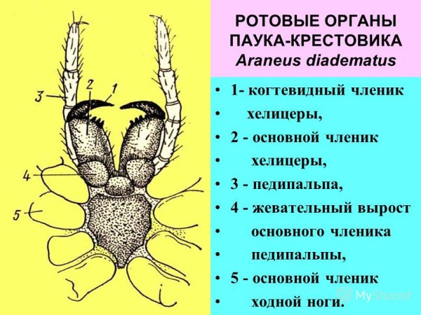 Строение паука крестовика