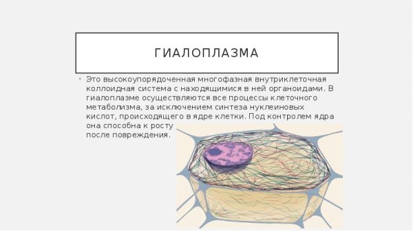 Строение и функция гиалоплазмы клетки