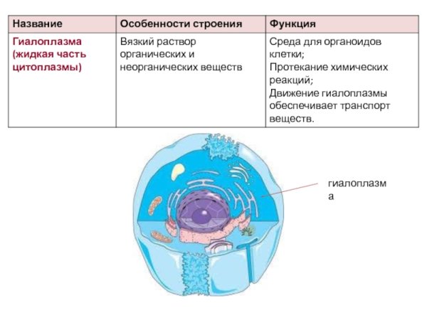 Гиалоплазма свойства и состав и функции