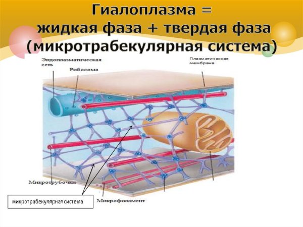 Гелоплазма в клетке