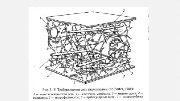 Гиалоплазма и цитоскелет