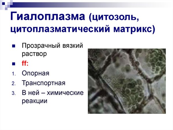 Гиалоплазма строение