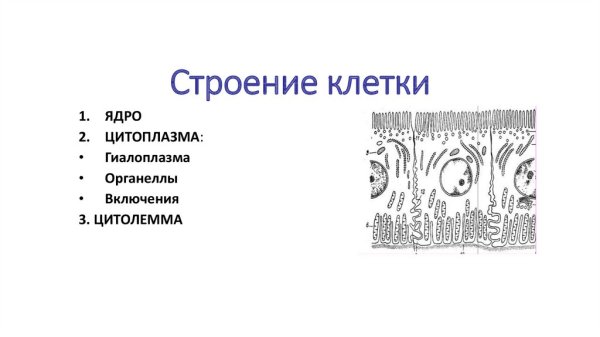 Таблица строение клетки гиалоплазма