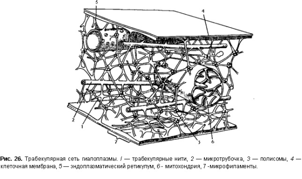 Гиалоплазма внутриклеточная локализация