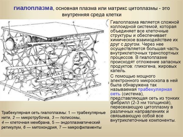 Гиалоплазма Электронограмма