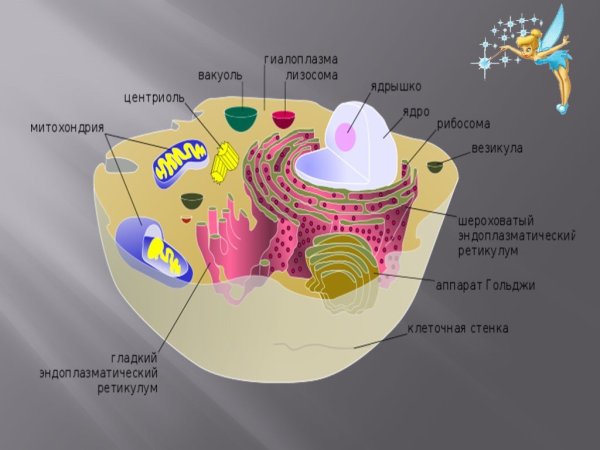 Структура эукариотической клетки
