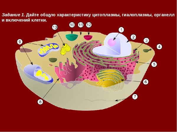 Коллоидная система цитоплазмы (гиалоплазма).