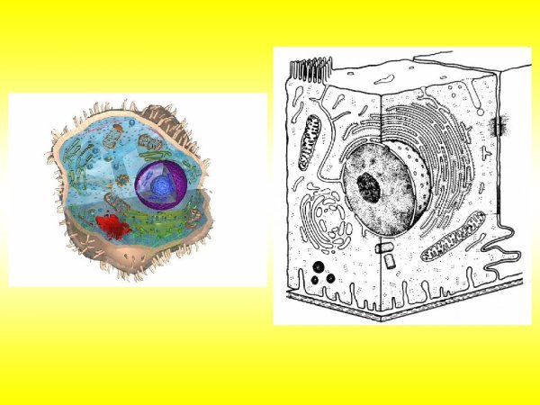 Гиалоплазма Графическое изображение