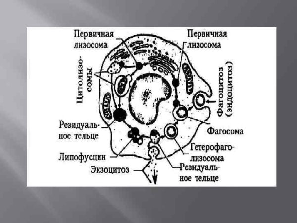 Строение клетки гиалоплазма