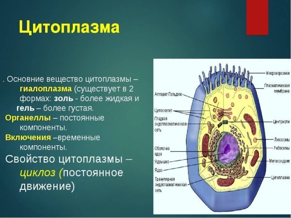 Строение цитоплазмы гиалоплазма и цитоскелет