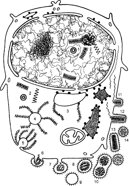 Строение цитоплазмы гиалоплазма и цитоскелет
