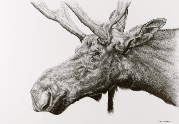 Лось набросок