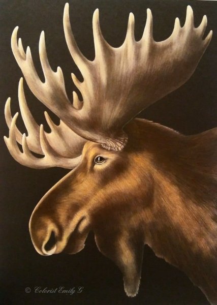 Оленьи рога рисунок сбоку