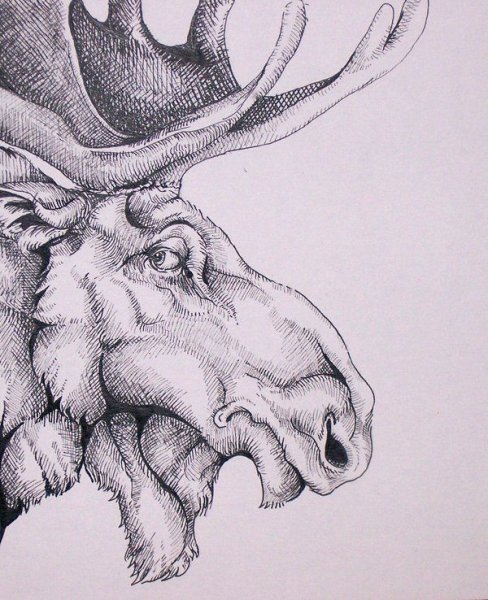 Лось векторный морда