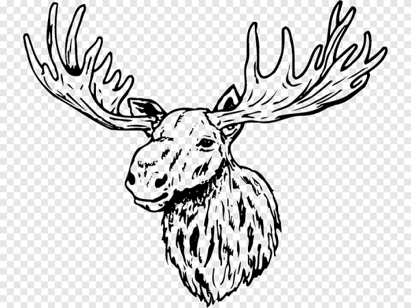 Рисование Лось