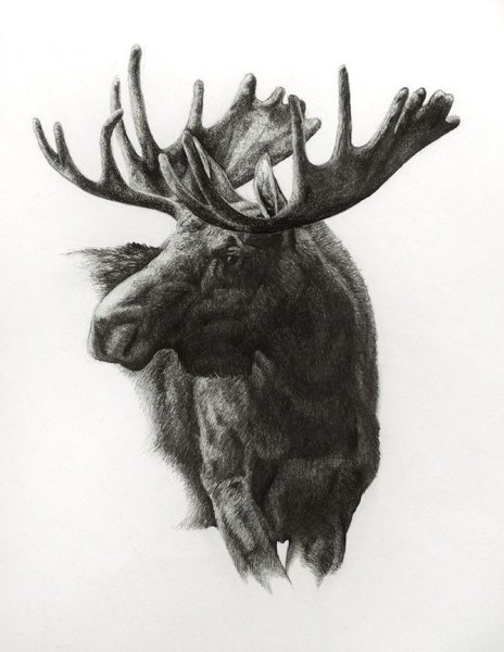 Очертание лося