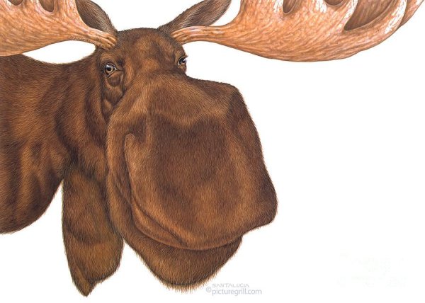 Лось морда спереди