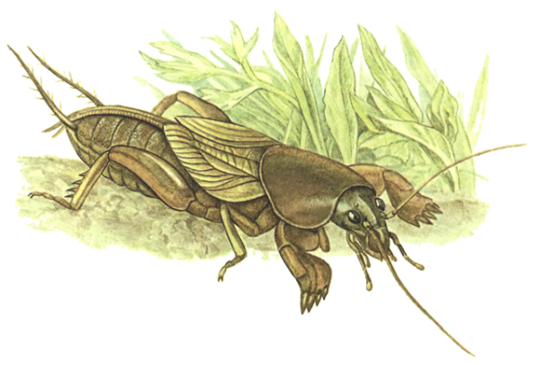 Кузнечик медведка