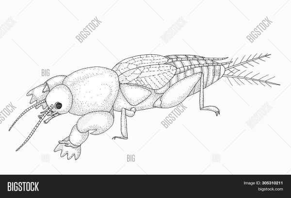 Медведка строение тела