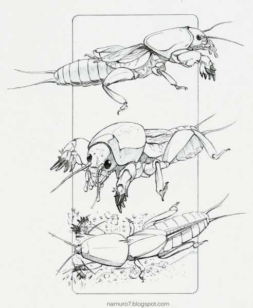 Десятипалая медведка