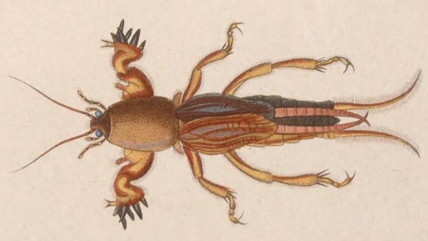 Медведка раскраска