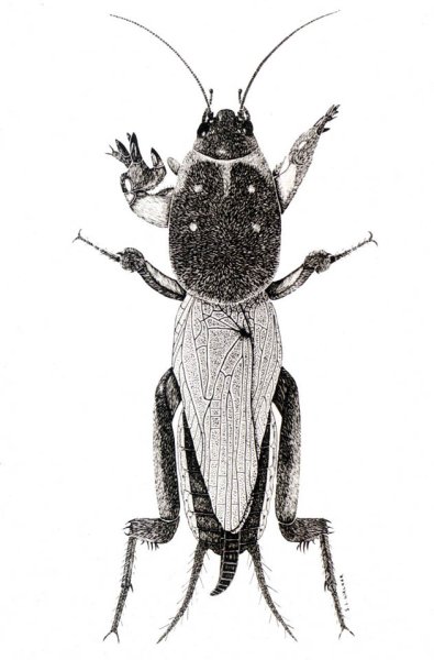 Медведка иллюстрация