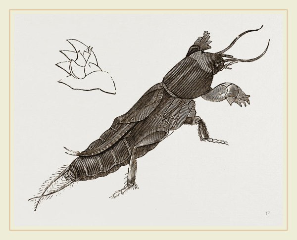 Медведка на белом фоне