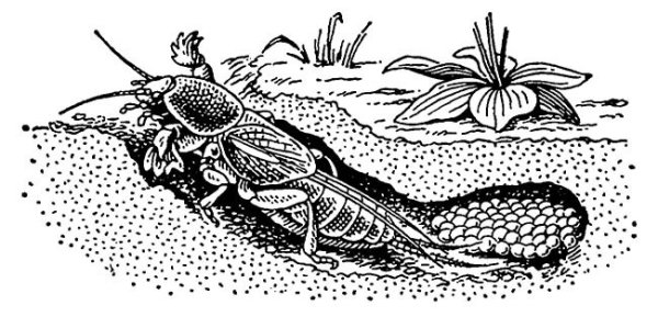 Конечности медведки