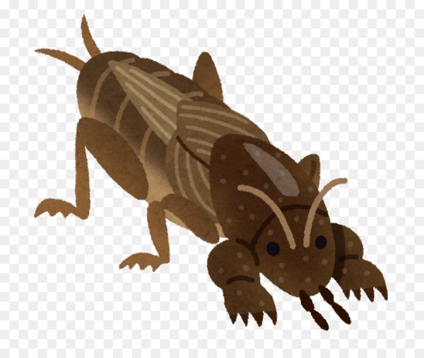 Медведка мультяшная