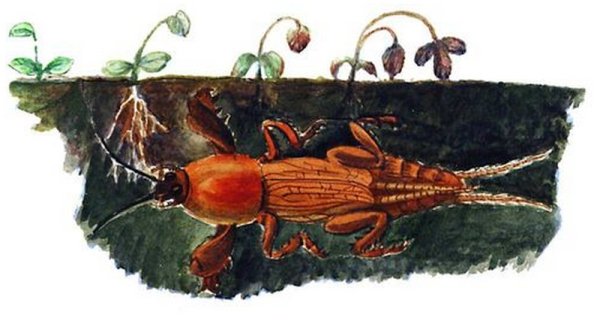 Медведка раскраска для детей