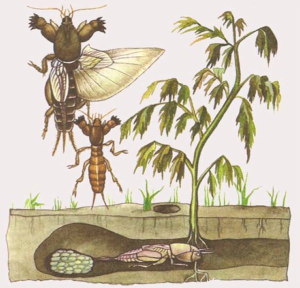 Медведка черно белый