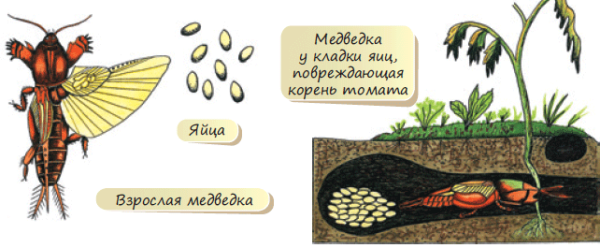 Медведка обыкновенная Крылья