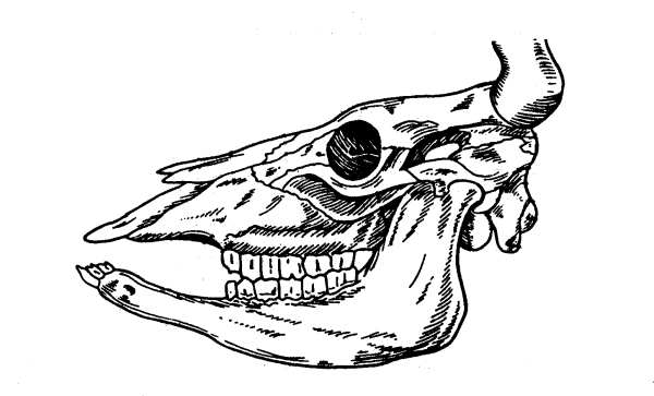 Череп крупного рогатого скота анатомия